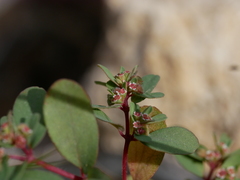 Euphorbia granulata