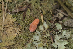 Coelostomidia zealandica