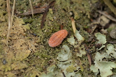 Coelostomidia zealandica