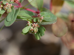 Euphorbia granulata