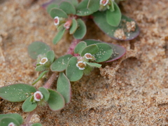 Euphorbia granulata
