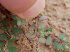 Euphorbia granulata