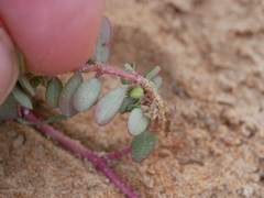 Euphorbia granulata