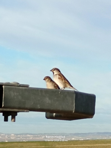 House Sparrow