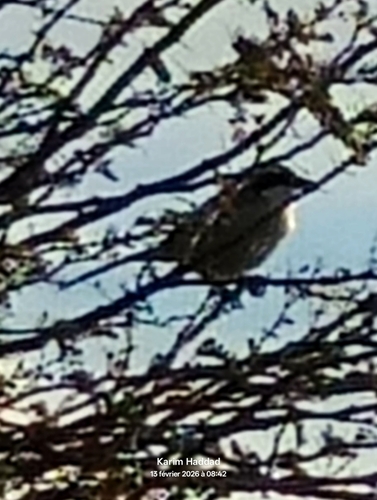 Great Gray Shrike