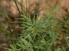 Zygophyllum indicum