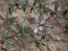 Fagonia ovalifolia