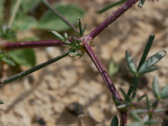 Fagonia ovalifolia