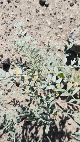 Annual Desert Milkvetch (Astragalus aridus)
