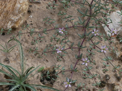 Fagonia ovalifolia