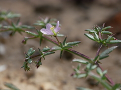 Fagonia ovalifolia