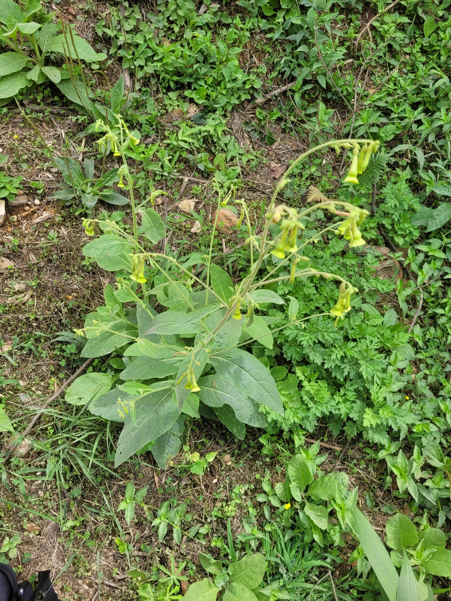 Nicotiana langsdorffii