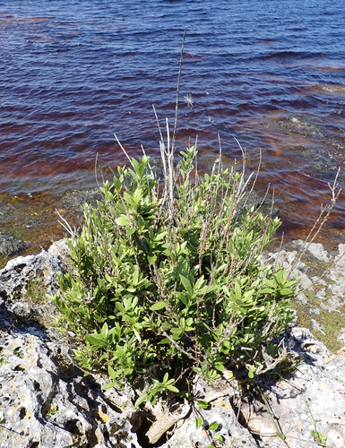Melicytus chathamicus, photograph 5
