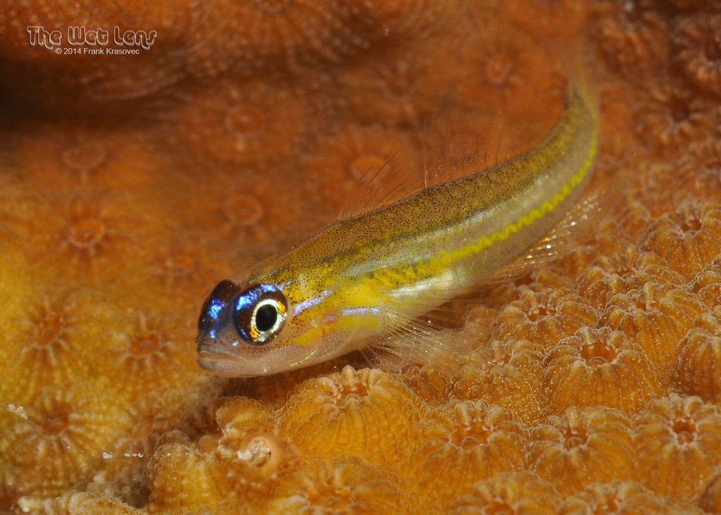 Peppermint Goby