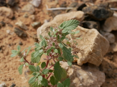 Forsskaolea tenacissima
