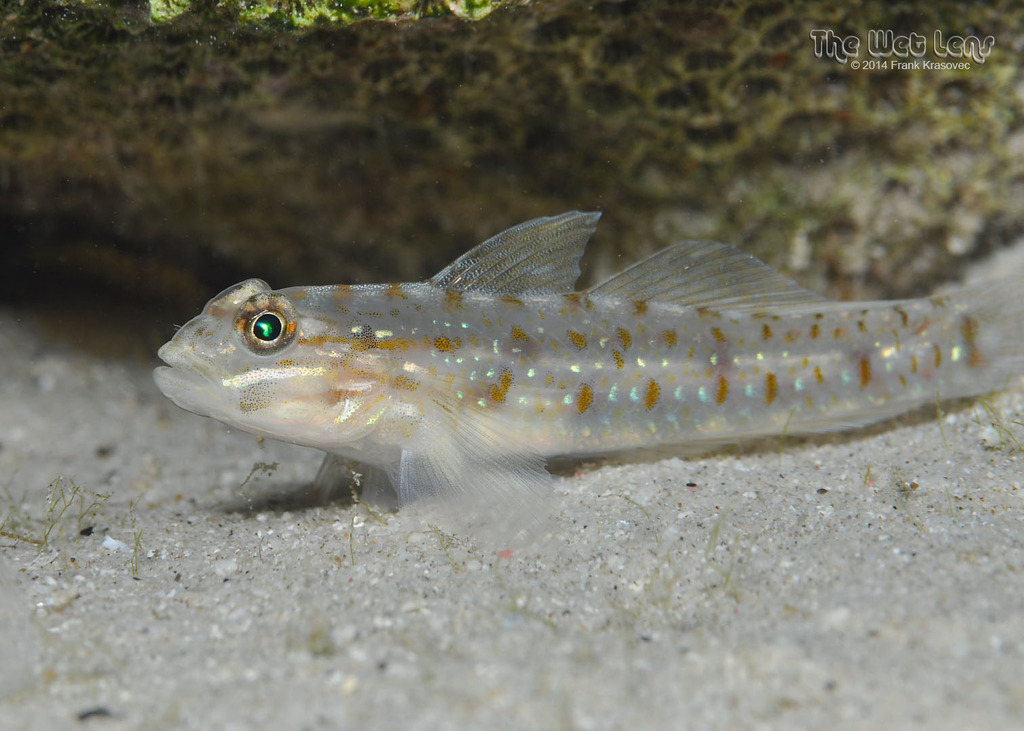 Sand Goby