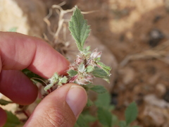 Forsskaolea tenacissima