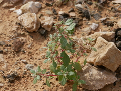 Forsskaolea tenacissima