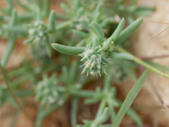 Gymnocarpos sclerocephalus