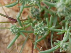 Gymnocarpos sclerocephalus