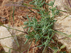 Gymnocarpos sclerocephalus