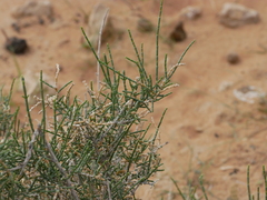 Haloxylon salicornicum