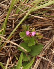 Polygala ohlendorfiana