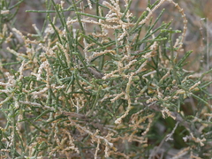 Haloxylon salicornicum