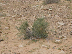 Haloxylon salicornicum