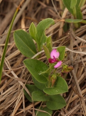 Polygala ohlendorfiana