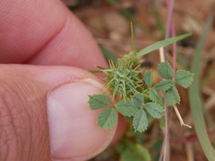 Medicago laciniata