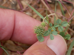 Medicago laciniata