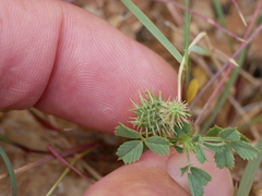 Medicago laciniata