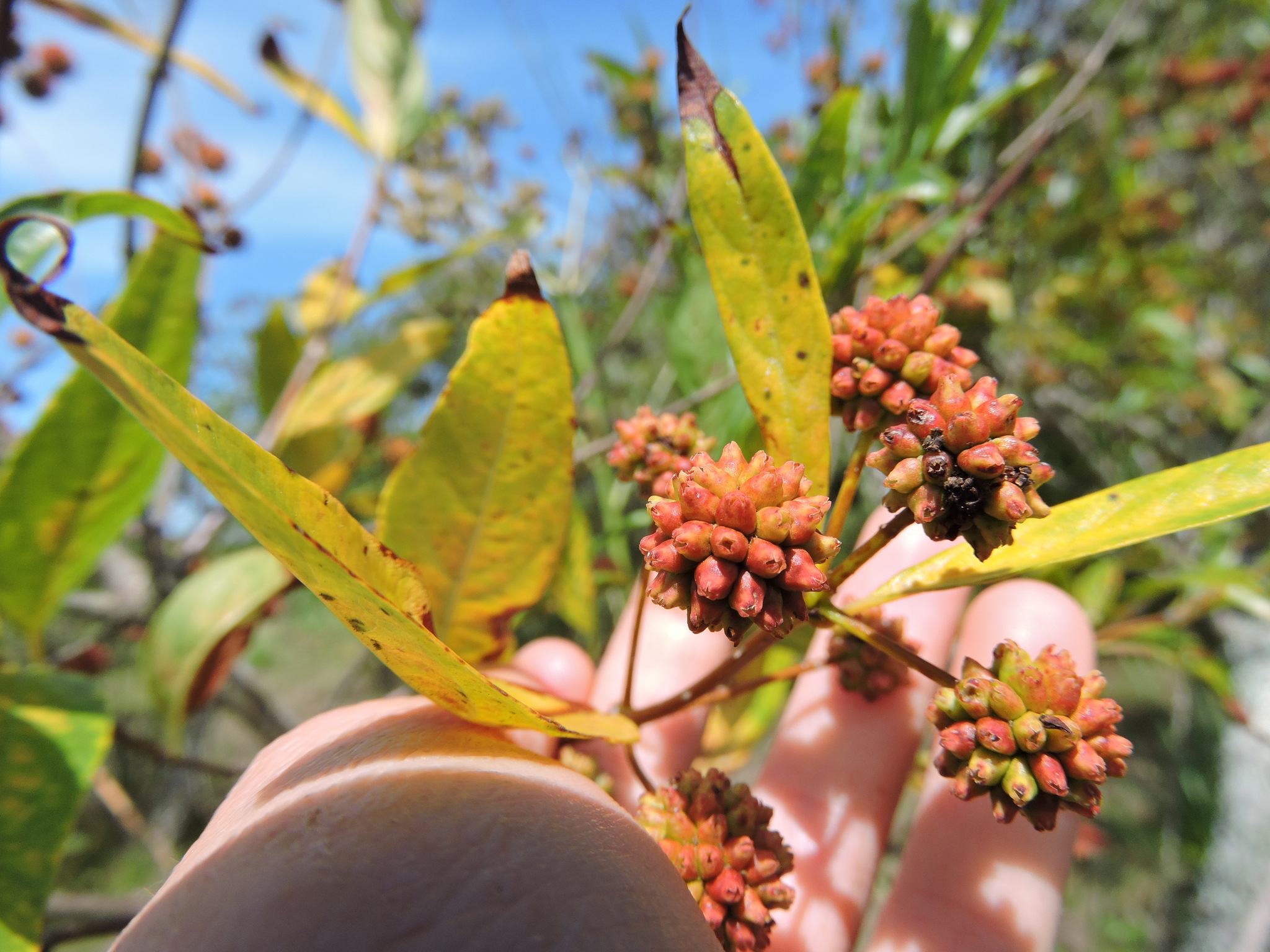 Cephalanthus glabratus