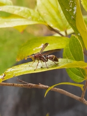Polistes africanus