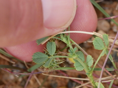 Medicago laciniata