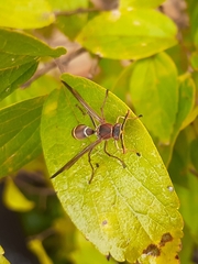 Polistes africanus
