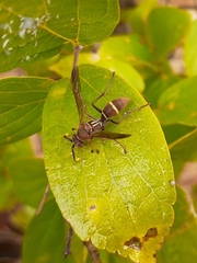 Polistes africanus