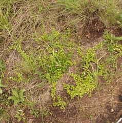 Diclis rotundifolia