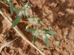 Paronychia arabica