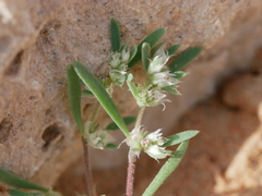Paronychia arabica