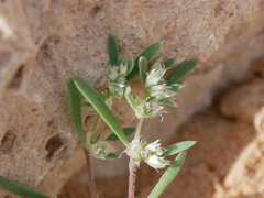 Paronychia arabica