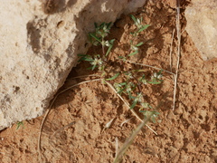 Paronychia arabica