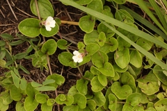 Diclis rotundifolia