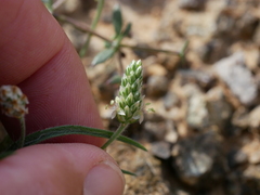 Plantago amplexicaulis