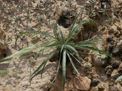 Plantago amplexicaulis