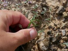Plantago amplexicaulis