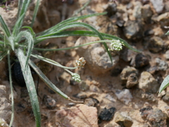 Plantago amplexicaulis