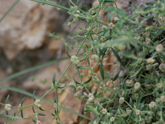 Plocama hymenostephana