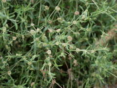 Plocama hymenostephana